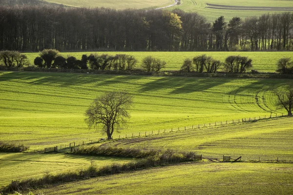 Evening landscape of fields in Spring with beautiful side lighti — Stock Photo, Image