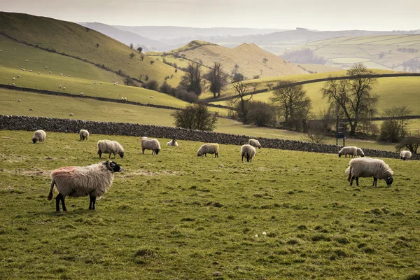 Animali da pastore nel paesaggio della fattoria nella giornata di sole nel Peak District Regno Unito — Foto Stock