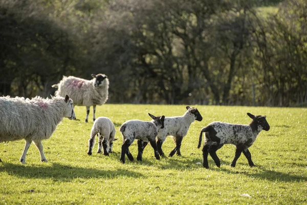 Schöne Landschaft Bild des neugeborenen Frühlings Lämmer und Schafe in f — Stockfoto