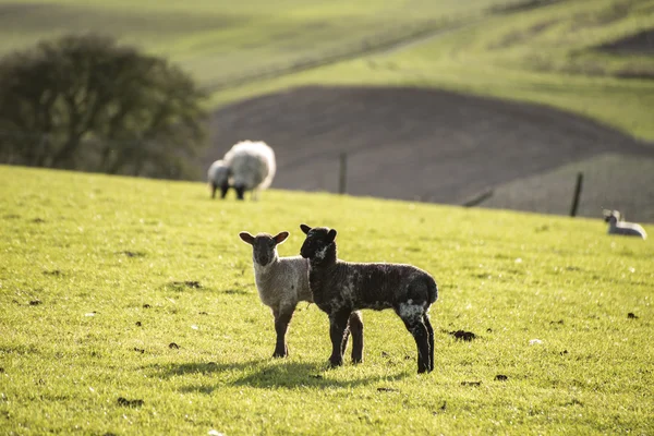 Beauitful landscape image of newborn Spring lambs and sheep in f — Stock Photo, Image