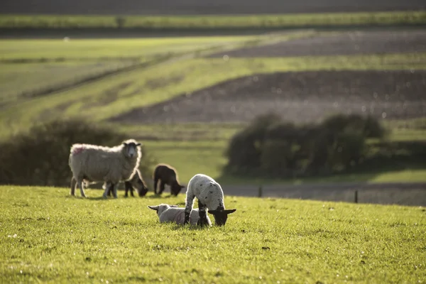 Beauitful landscape image of newborn Spring lambs and sheep in f — Stock Photo, Image