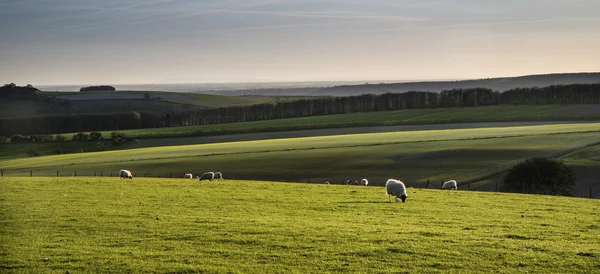 Magnifique image de paysage de nouveau-né agneaux de printemps et les moutons en f — Photo