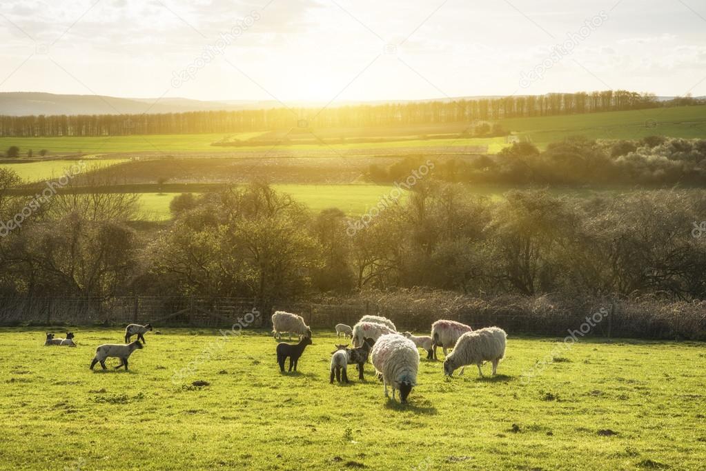 Beauitful landscape image of newborn Spring lambs and sheep in f