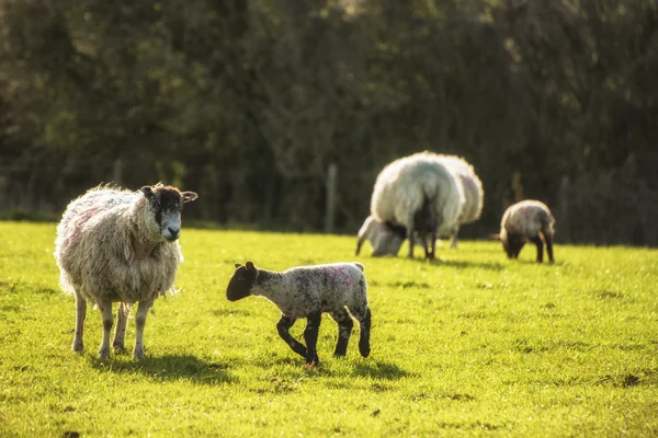 Yeni doğan bahar kuzu ve koyun f BEAUITFUL manzara görüntü — Stok fotoğraf