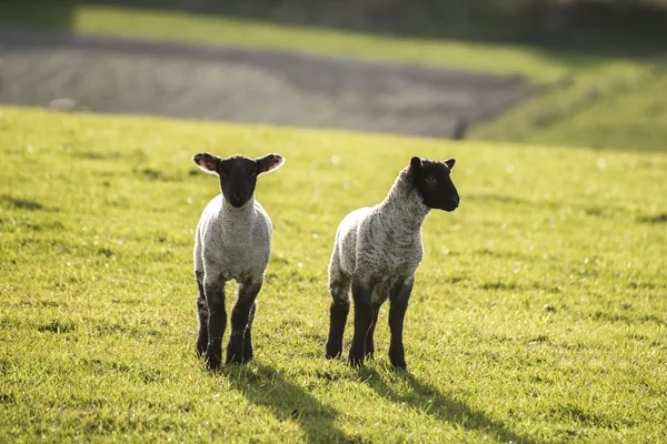 Beauitful landscape image of newborn Spring lambs and sheep in f — Stock Photo, Image