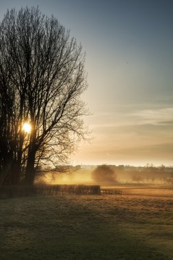 Güzel günbatımı manzara ağaçlar güzel üzerine parlıyor