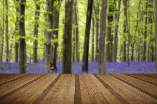 Alfombra de Bluebell vibrante Paisaje de bosque de primavera con plan de madera — Foto de Stock