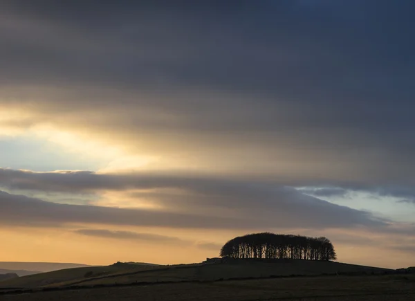 Ufuk yatay hareketli günbatımı siluet sırasında ağaçta — Stok fotoğraf