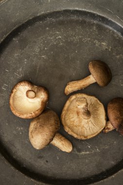 Vin ile moody doğal ışık ortamda taze shiitake mantar