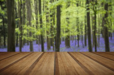 Canlı bluebell halı bahar orman ahşap planı, yatay