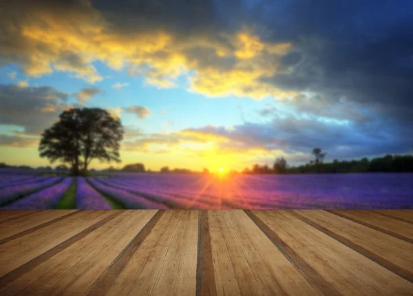 Atemberaubender stimmungsvoller Sonnenuntergang über pulsierenden Lavendelfeldern im Sommer — Stockfoto