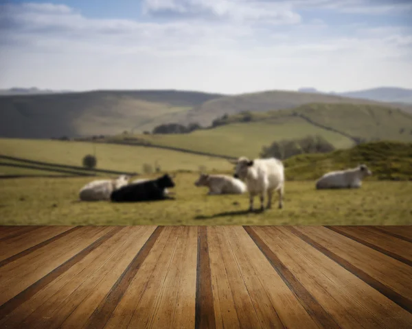 Cattle in Peak District UK landscape on sunny day concept image — Stock Photo, Image