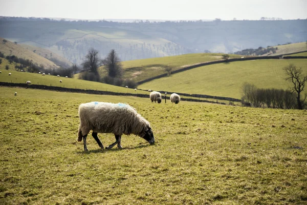 Owce zwierząt w gospodarstwie krajobraz w słoneczny dzień w Wielkiej Brytanii Peak District — Zdjęcie stockowe