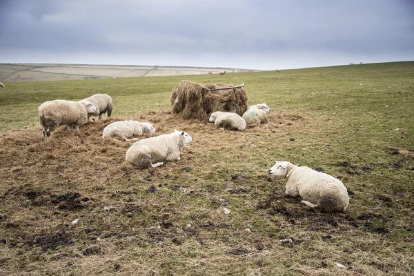 Ovce pasoucí se v zemědělské krajině na slunečný den v Peak District Uk — Stock fotografie