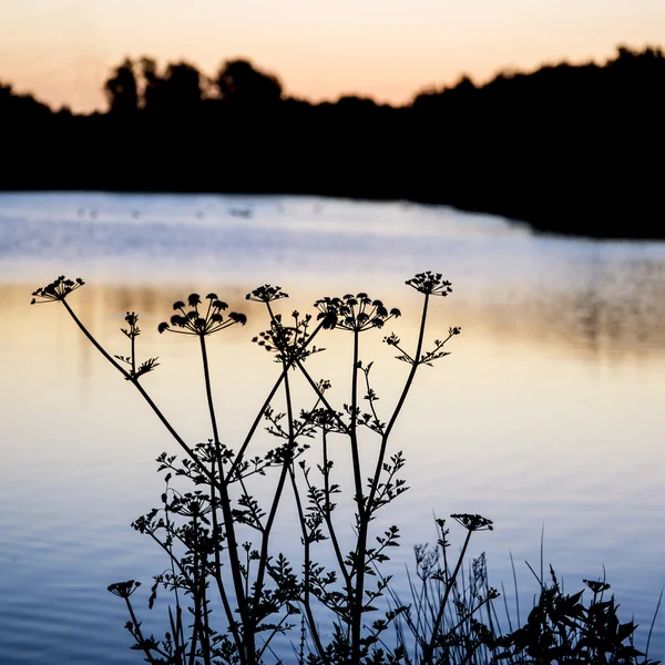 Nascer do sol paisagem silhueta de folhagem no lago ao amanhecer do sol — Fotografia de Stock