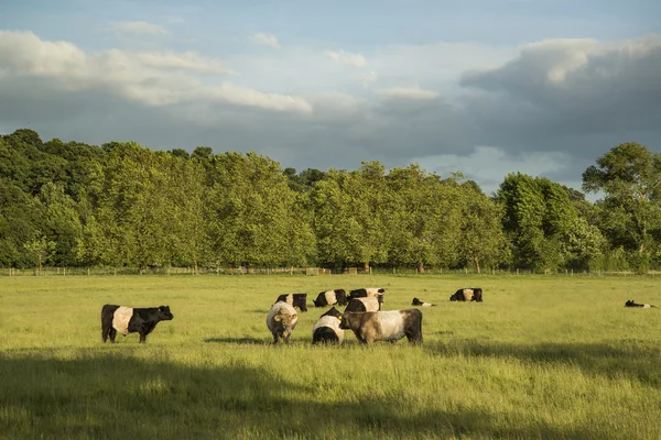 Cows in farm fields landscape on Summer evening in England — Stock Photo, Image