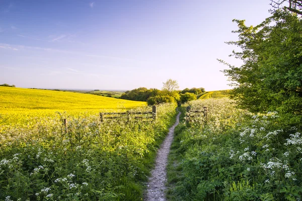 Paisagem da cultura de canola de colza fresca no campo na Primavera — Fotografia de Stock