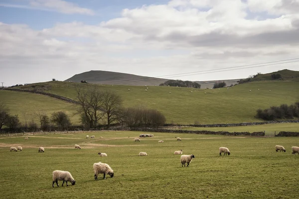 Animali da pastore nel paesaggio della fattoria nella giornata di sole nel Peak District Regno Unito — Foto Stock