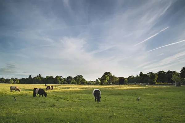 Vacas en campos agrícolas paisaje en la tarde de verano en Inglaterra — Foto de Stock