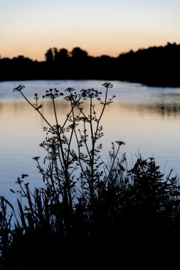 Yeşillik şafak gündoğumu gölde üzerinde gündoğumu siluet peyzaj