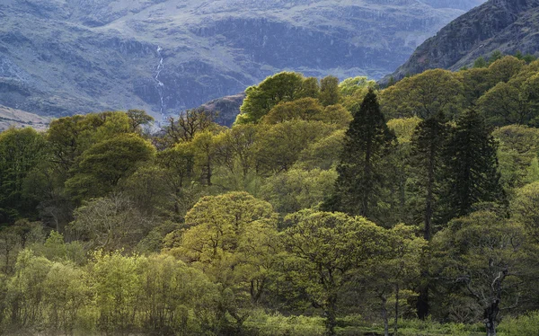 Forest landscape next to Coniston Water in Lake District with mo — Stock fotografie