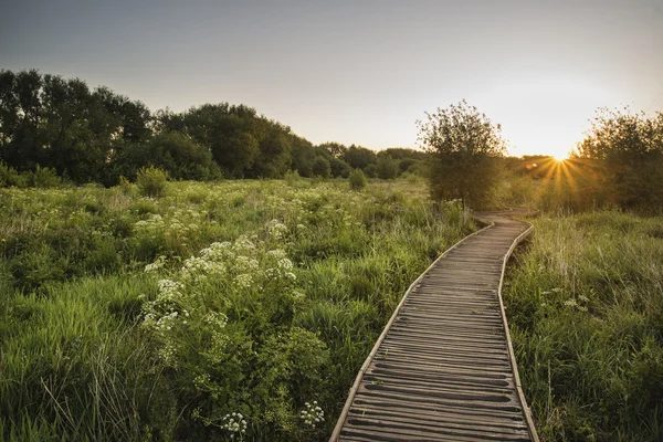 Footpath fører gennem vilde eng solopgang landskab i sommeren - Stock-foto