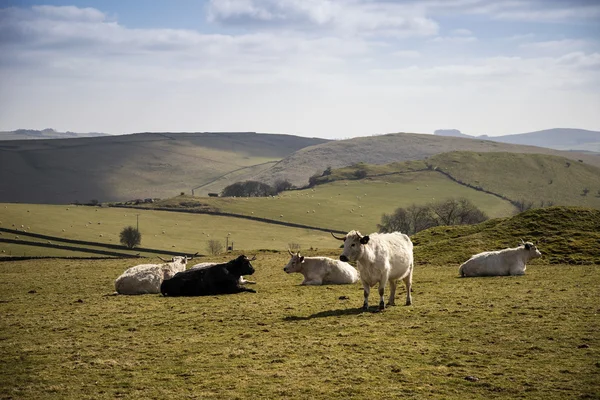 Cattle in Peak District UK landscape on sunny day — Stok fotoğraf