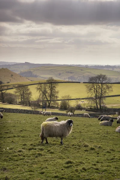 Ovejas en el paisaje de la granja en el día soleado en Peak District Reino Unido —  Fotos de Stock