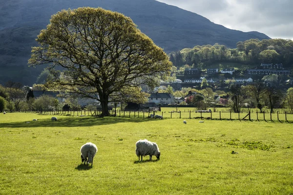 Agnelli primaverili alla luce del sole di fronte alla montagna nel Lake District i — Foto Stock