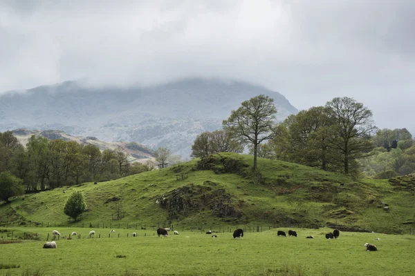 Lake District landscape with stormy sky over countryside anf fie — Stock Photo, Image