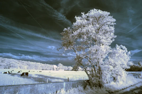 Prachtige beautioful unieke infra rood landschap met valse kleuren — Stockfoto