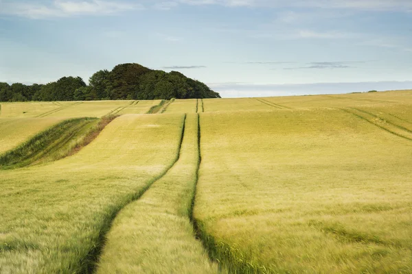 Paisaje de verano sobre el campo agrícola de cultivos a finales de un —  Fotos de Stock