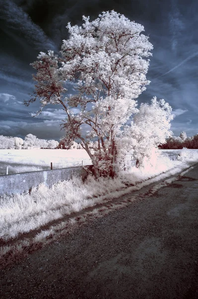 Impresionante hermoso paisaje único infrarrojo con falso color —  Fotos de Stock