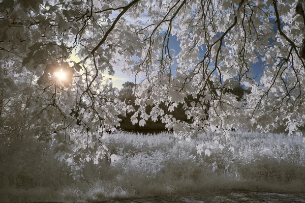 Stunning beautioful unique infra red landscape with false color — Stock Photo, Image