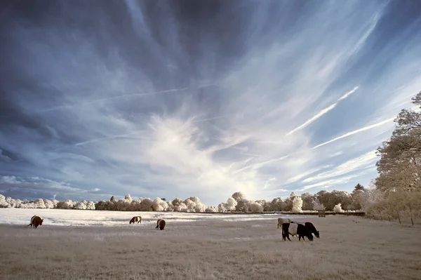 Prachtige beautioful unieke infra rood landschap met valse kleuren — Stockfoto