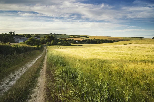 Letní krajina nad zemědělské oblasti plodin v pozdě — Stock fotografie