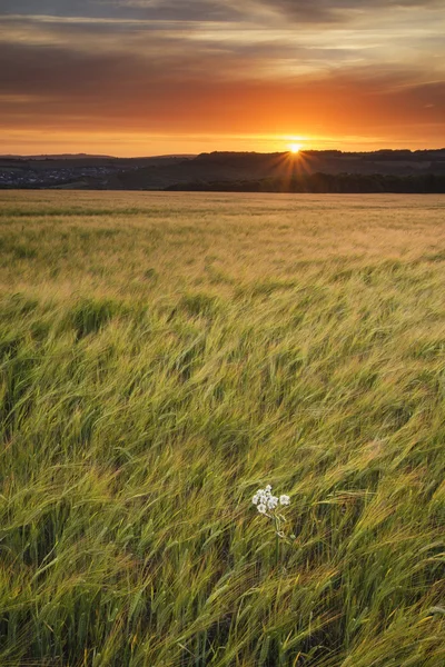 Krásné letní zářivé slunce krajina nad zemědělských plodin — Stock fotografie