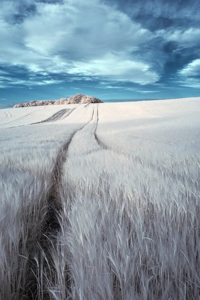 Superbe paysage d'été infrarouge fausse couleur surréaliste sur agri — Photo