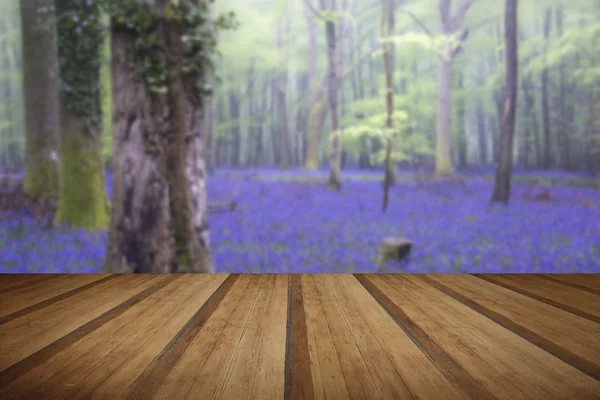 Pulserande bluebell mattan våren dimmigt skogslandskap med woode — Stockfoto