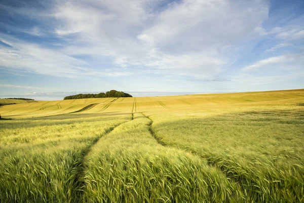 Summer landscape over agricultural farm field of crops in late a — Stock Photo, Image