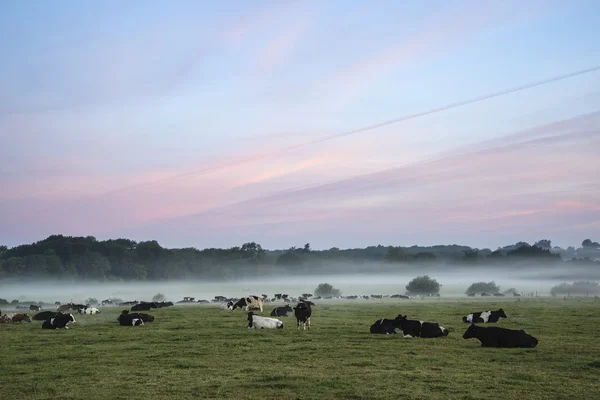 Skot v poli během mlhavé svítání v anglickém venkově — Stock fotografie