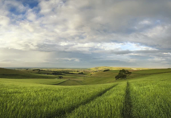 Красивый панорамный пейзаж Южная Даунс сельской местности летом — стоковое фото