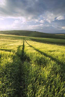 Güzel yaz günbatımı manzara South Downs Steyning kase 