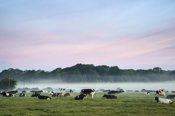 Bovinos em campo durante o nebuloso nascer do sol no campo inglês — Fotografia de Stock
