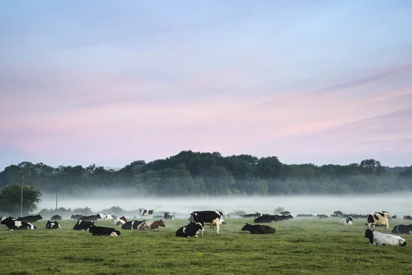 Ganado en el campo durante la salida del sol brumoso en el campo Inglés — Foto de Stock