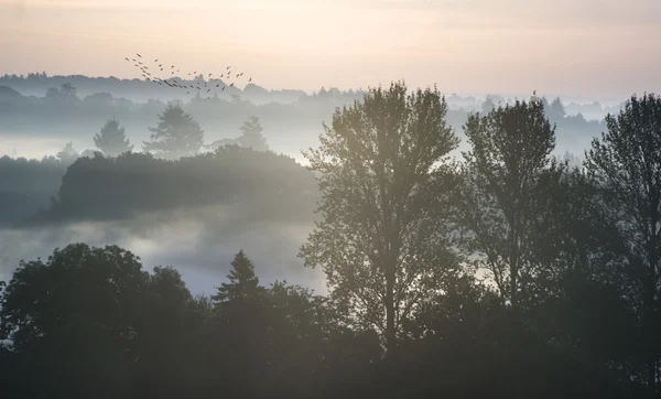Lesní krajina s vrstvami mlhy při východu slunce v krajině — Stock fotografie