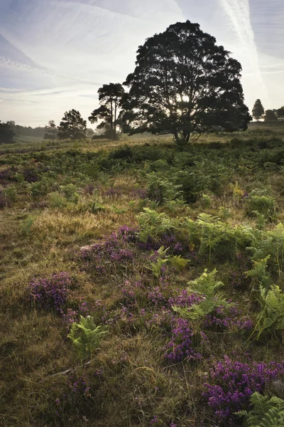 Mistige landschap tijdens zonsopgang in Engels platteland landschap — Stockfoto