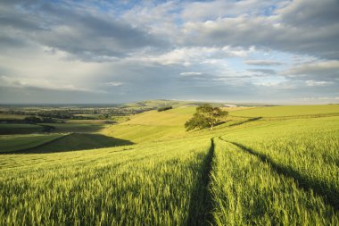 Güzel yaz günbatımı manzara South Downs Steyning kase 