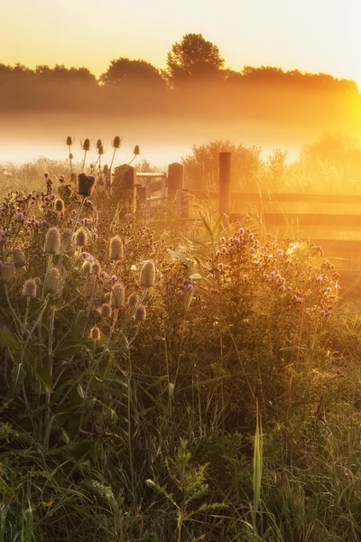 Çarpıcı gündoğumu peyzaj g ile sisli İngilizce kırsal üzerinde