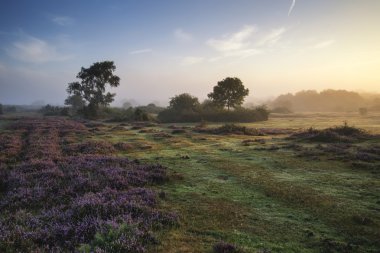 Stunning dawn sunrise landscape in misty New Forest countryside clipart